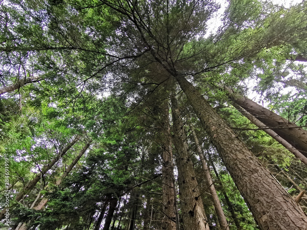 Fototapeta premium Tree tops 