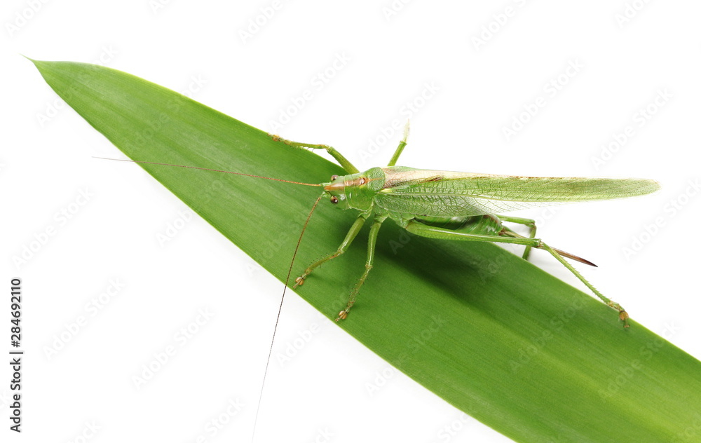 Great green bush-cricket, Tettigonia viridissima, isolated on white Great green bush-cricket, Tettigonia viridissima, isolated on white
