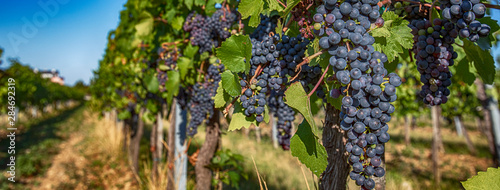 blue merlot grapes in green vineyard.ready to be picked and tasted