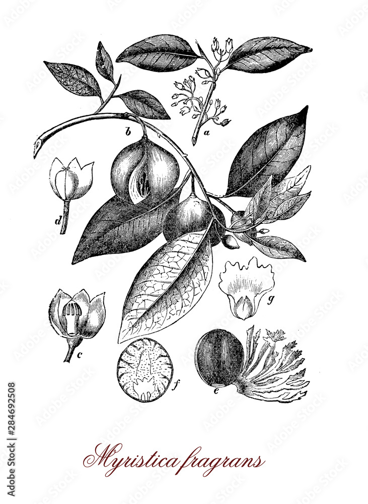 Myristica fragrans evergreen tree native to Moluccas, souce of nutmeg and mace - obrazy, fototapety, plakaty 
