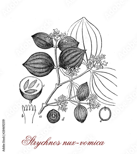 Strychnos nux-vomica or the strychnine tree native to India. The seed into the orange fruit are the source of alkaloids strychnine, bitter and highly poisonous.