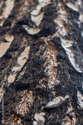 The texture of the old birch bark. Selective focus below. The top is blurry.