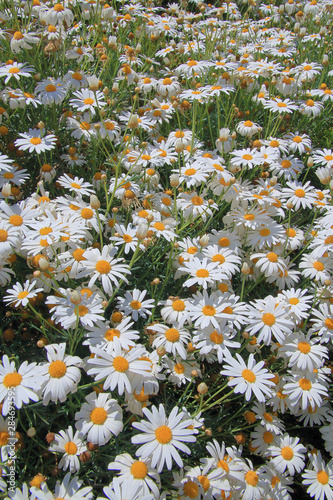 White garden daisies.