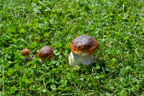 Penny bun, cep, porcino or king bolete, usually called porcini. Fresh mushrooms (Boletus edulis) in the grass. Trentino region, Italy