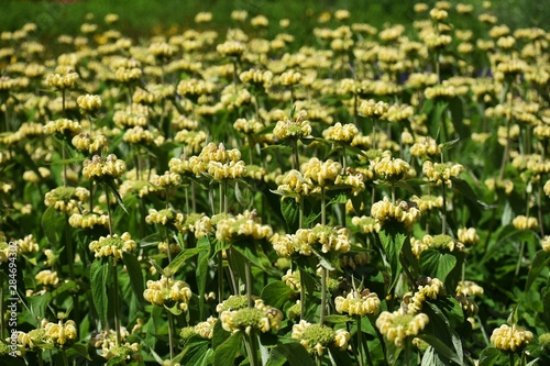 Phlomis Russeliana plant  commonly known as Turkish Sage  Jerusalem Sage or Sticky Jerusalem Sage  is a species of flowering plant in the mint family Lamiaceae.