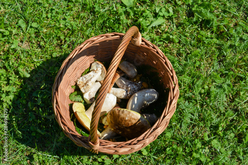 Wicker basket with fresh porcini mushrooms  Boletus edulis  in the grass. Trentino region  Italy