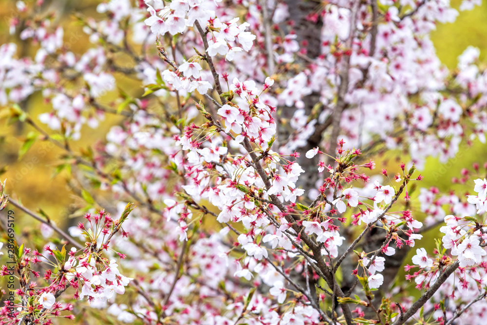 Cherry Blossom Season In Kyoto, Japan Cherry Blossom Season In Kyoto, Japan