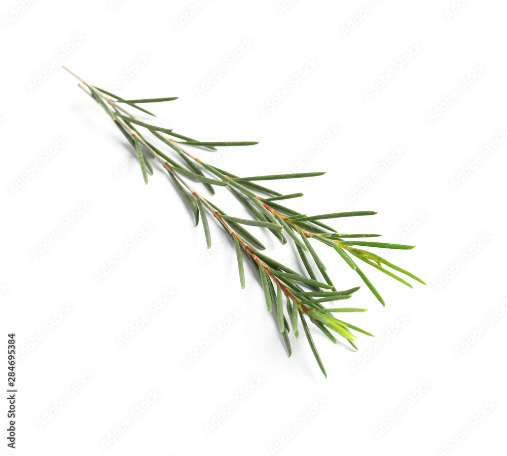 Branch of tea tree on white background. Natural essential oil Branch of tea tree on white background. Natural essential oil