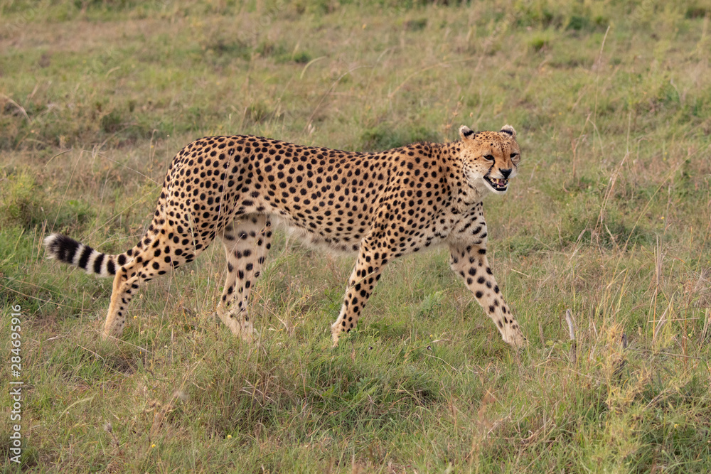 Snarling Cheetah in the grass Snarling Cheetah in the grass