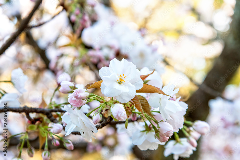 Cherry Blossom Season In Kyoto, Japan