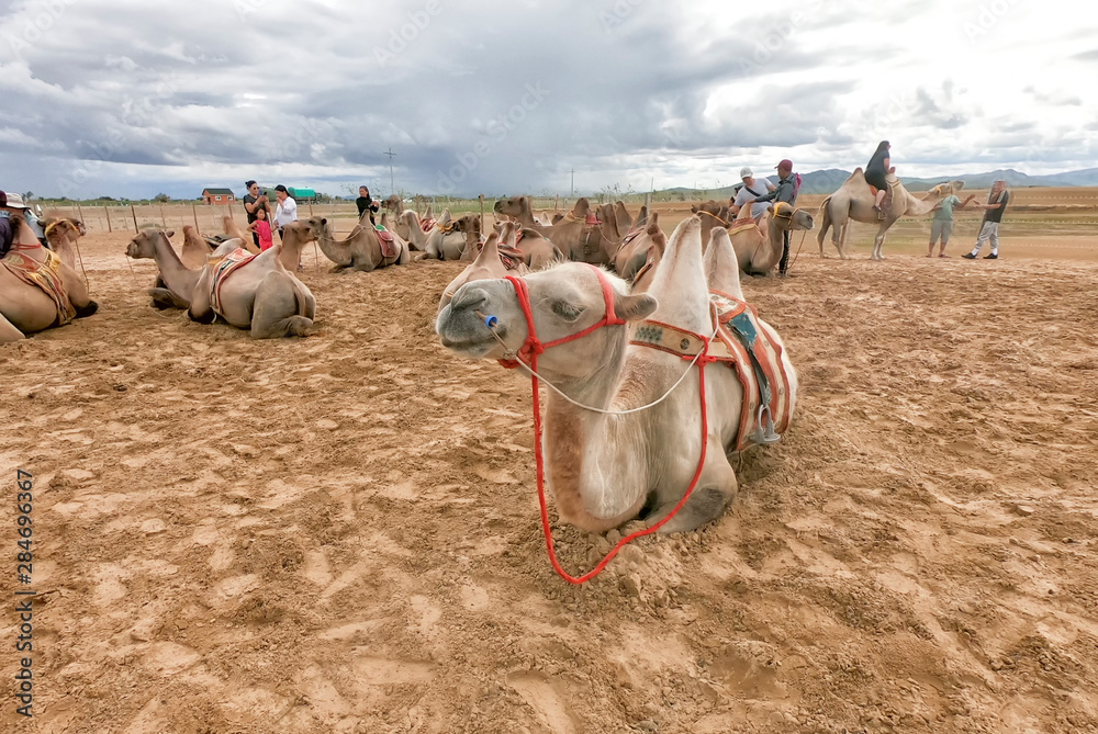 Fototapeta premium Two Humps Camels at the Bayan Gobi Sand Dunes, Mongolia