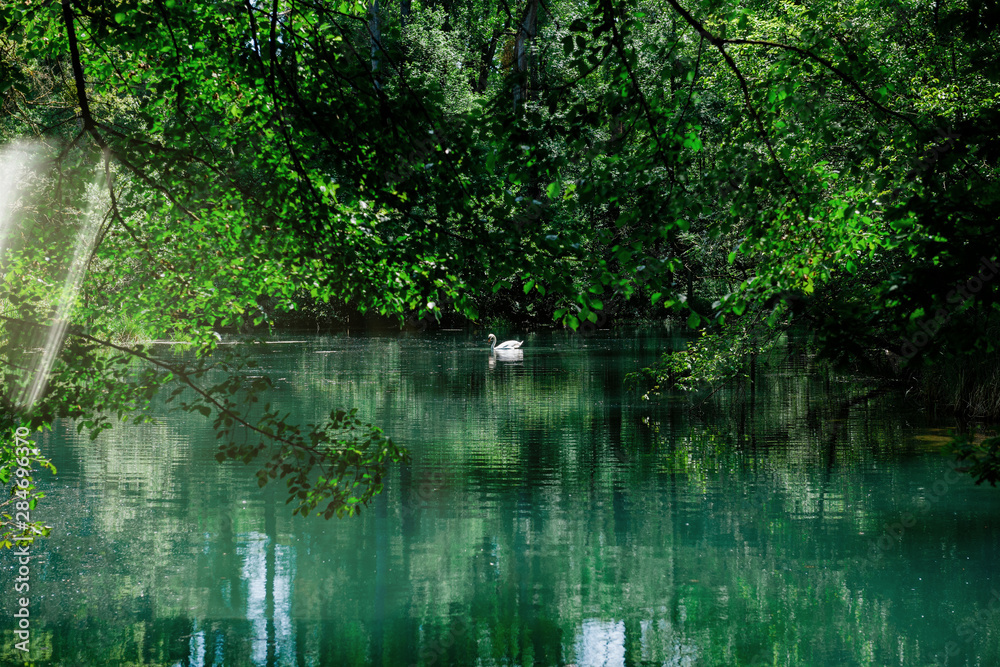 Beautiful elegant swan on the calm river lake seen through bushes of green forest in France Beautiful elegant swan on the calm river lake seen through bushes of green forest in France
