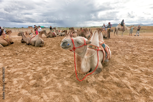 Two Humps Camels at the Bayan Gobi Sand Dunes, Mongolia