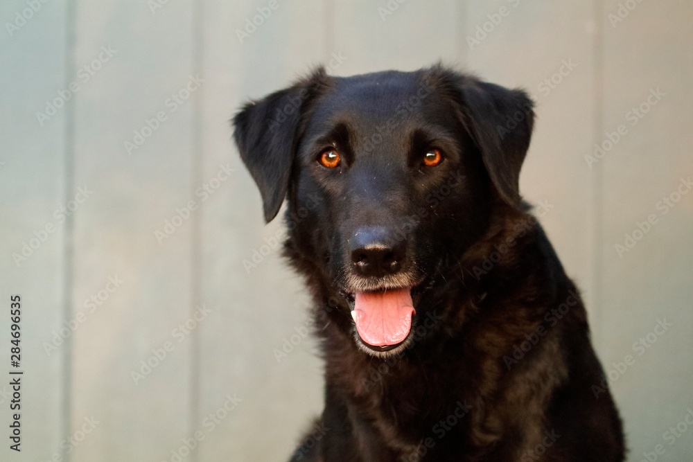 Black lab sitting and looking at the camera Black lab sitting and looking at the camera