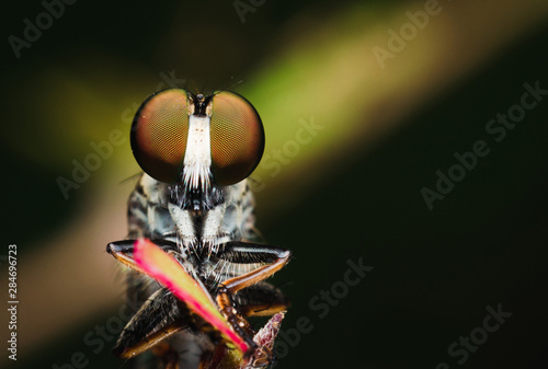 closeup macro on the eye of robber fly on green branch. insect hunter in wild.