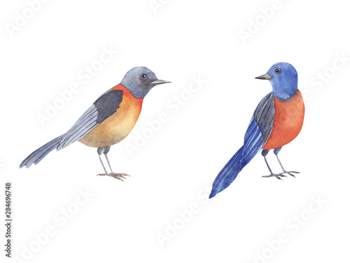 Bird watercolor set. Hand painted illustration little blue bird isolated on white background. © Hanna