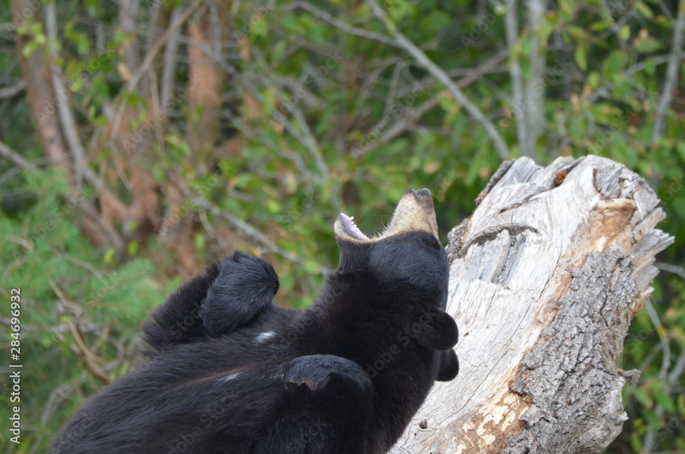 Obraz premium Ours noir (Ursus americanus)