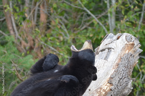 Ours noir (Ursus americanus)