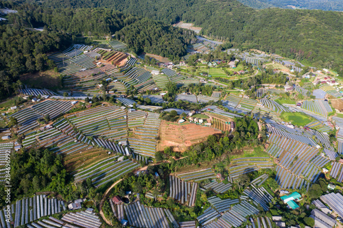 Greenhouse plant in Doi Inthanon, Chiang Mai, Thailand photo