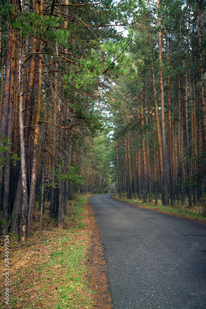 Fototapeta premium road in the forest