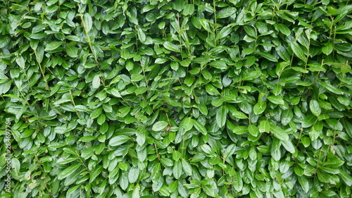 Evergreen hedge, cherry laurel hedge, prunos laurocerasus,. Dense hedge from many green leaves. Background, texture, closeup, copy space. photo
