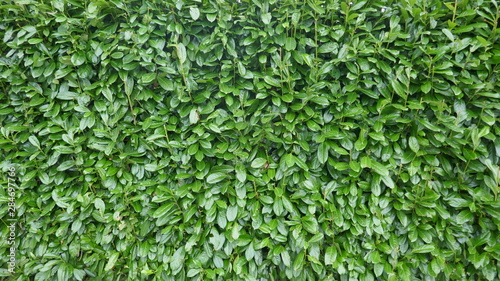  Evergreen hedge, laurel cherry hedge, prunos laurocerasus.   Green leaves background, closeup,  texture photo