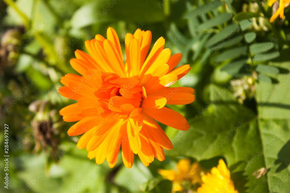 yellow and orange flower of calendula officinalis on green leaf background, selective focus yellow and orange flower of calendula officinalis on green leaf background, selective focus
