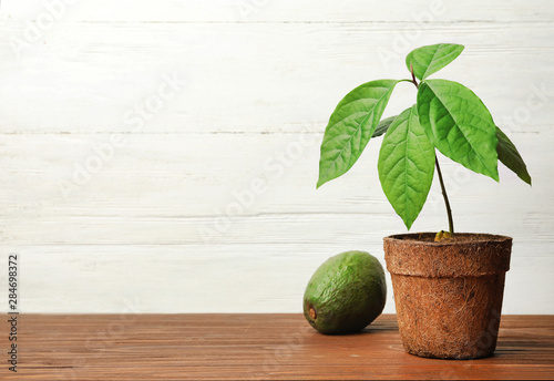 Young avocado sprout with leaves in peat pot and fruit on table against white wooden background. Space for text