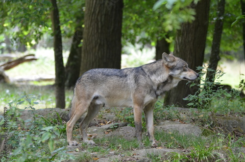 Loup gris  Canis lupus 