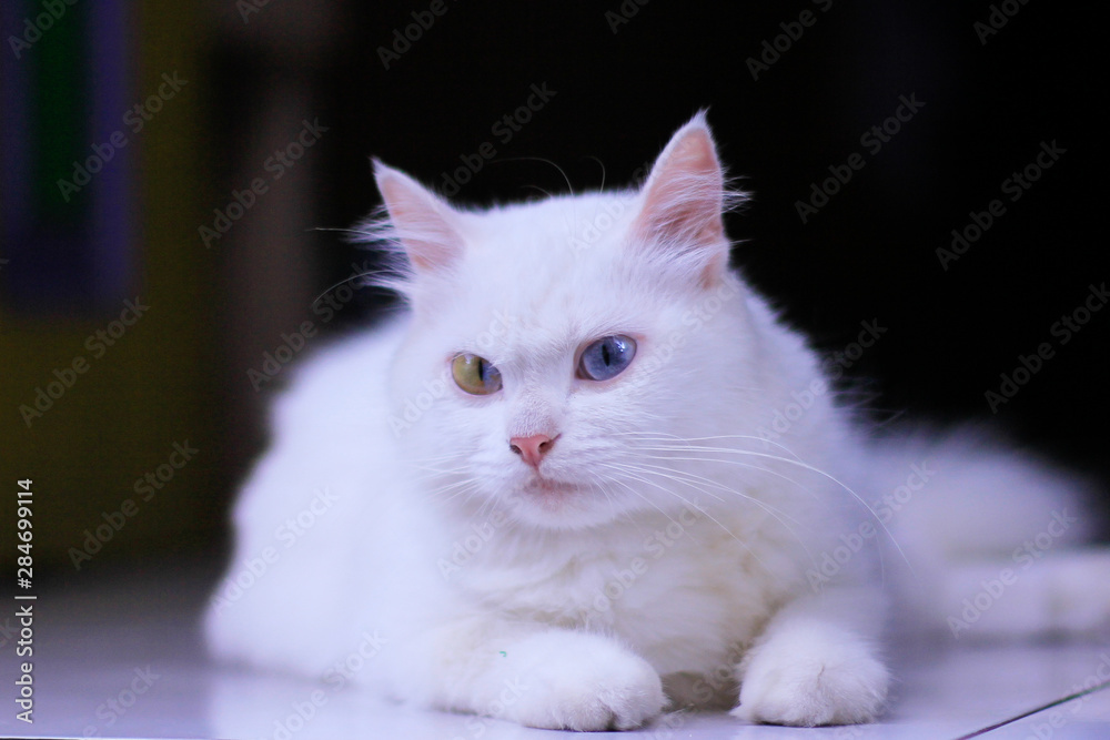 White funny anggora cats