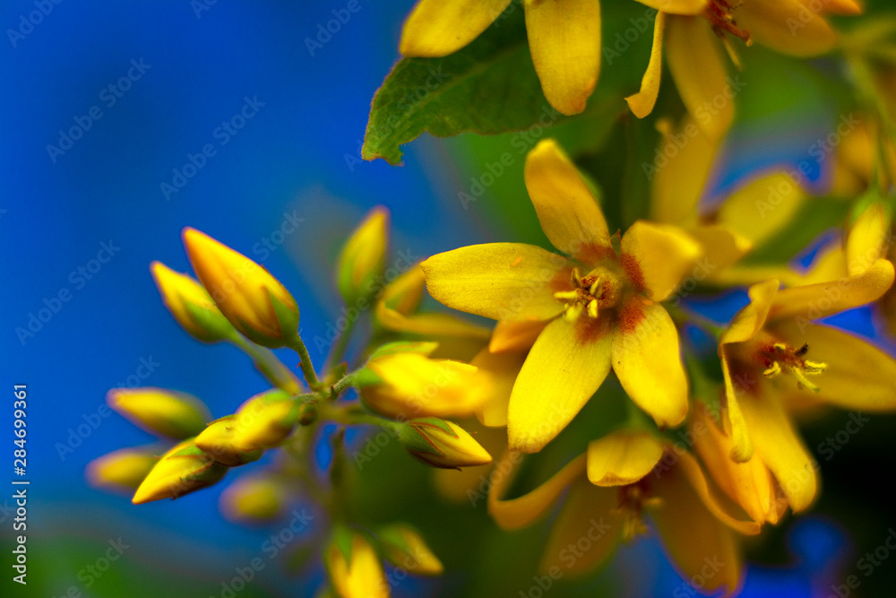 Beautiful yellow flowers blossom in summer time on blue background. Copy space for text. close-up Beautiful yellow flowers blossom in summer time on blue background. Copy space for text. close-up