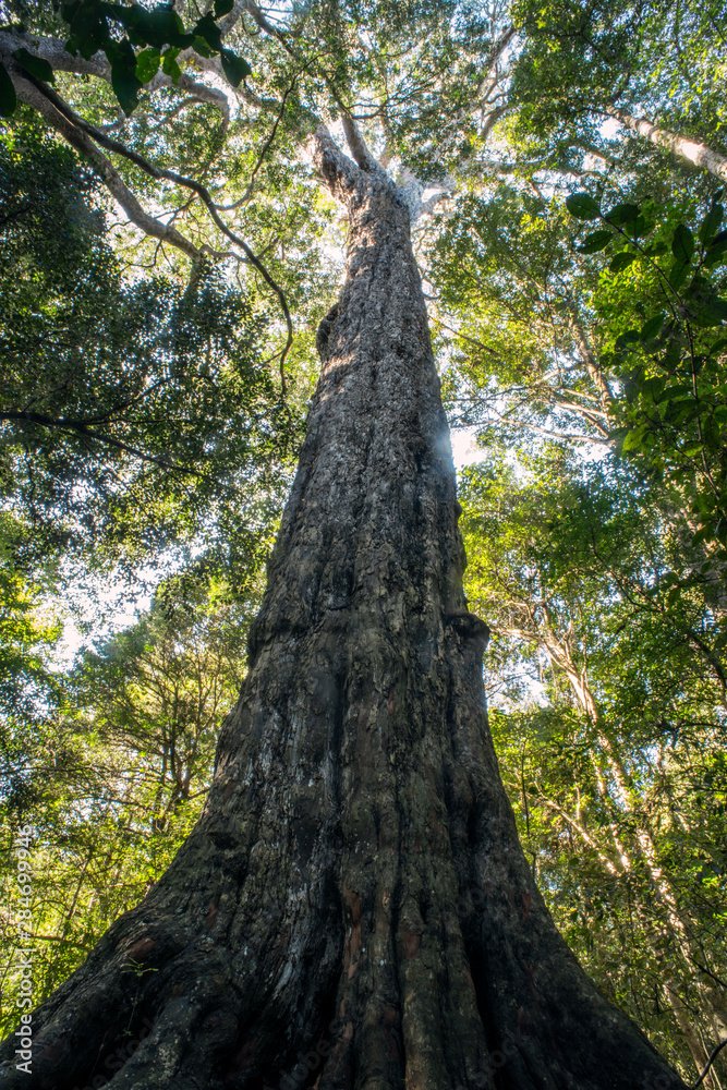Fototapeta premium Yellowwood tree reaching forest canopy in south africa