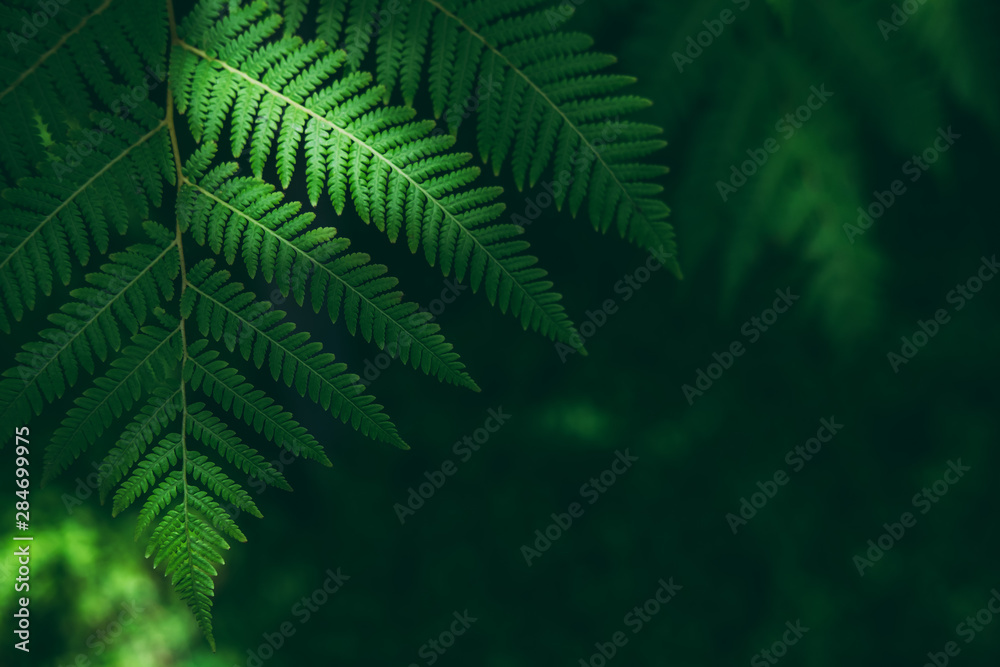 Tropical green leaves textured and background, Nature concept Tropical green leaves textured and background, Nature concept