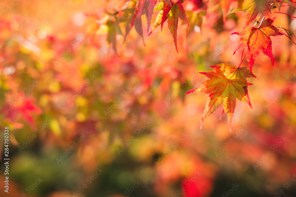Beautiful autumn maple leaves in nature, fall foliage Beautiful autumn maple leaves in nature, fall foliage