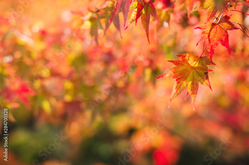 Beautiful autumn maple leaves in nature  fall foliage