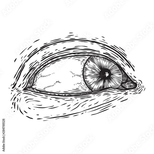 All seeing eye symbol element variation. Alchemy, religion, spirituality and occultism tattoo ink art. Vision of providence and conspiracy theory. Hand drawing in flash tattoo style artwork. Vector.