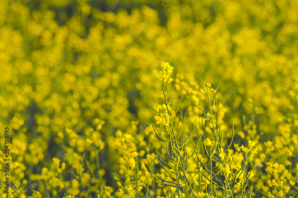 Selective focusing shot of a blooming rapeseed field at spring.Rapeseed field closeup