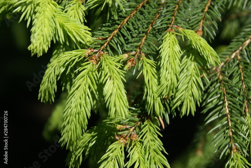 Fichtennadeln Austriebe Spitzen 2019292