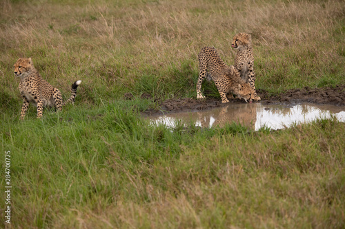 Cheetahs at a water hole