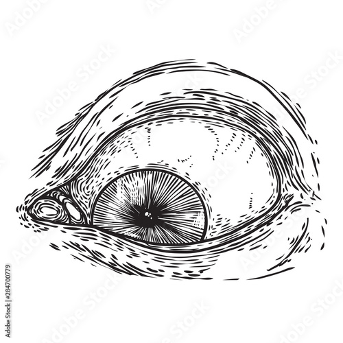 All seeing eye symbol element variation. Alchemy, religion, spirituality and occultism tattoo ink art. Vision of providence and conspiracy theory. Hand drawing in flash tattoo style artwork. Vector.