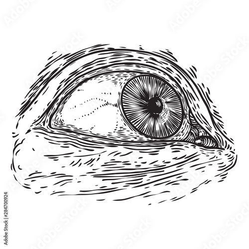 All seeing eye symbol element variation. Alchemy, religion, spirituality and occultism tattoo ink art. Vision of providence and conspiracy theory. Hand drawing in flash tattoo style artwork. Vector.