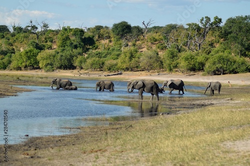 Herd of elephants crossing the river photo