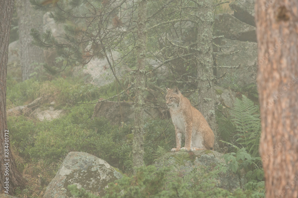 Fototapeta premium Lynx sitting in the forest.