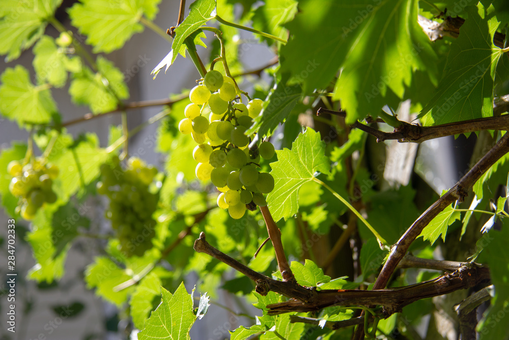 Ripe vine grapes