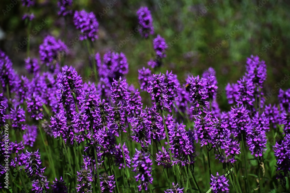 Naklejka premium Stachys Officinalis is a perennial grassland herb in the family Lamiaceae, commonly known as Common Hedgenettle, Betony, Purple Betony, Wood Betony or Bishopwort.