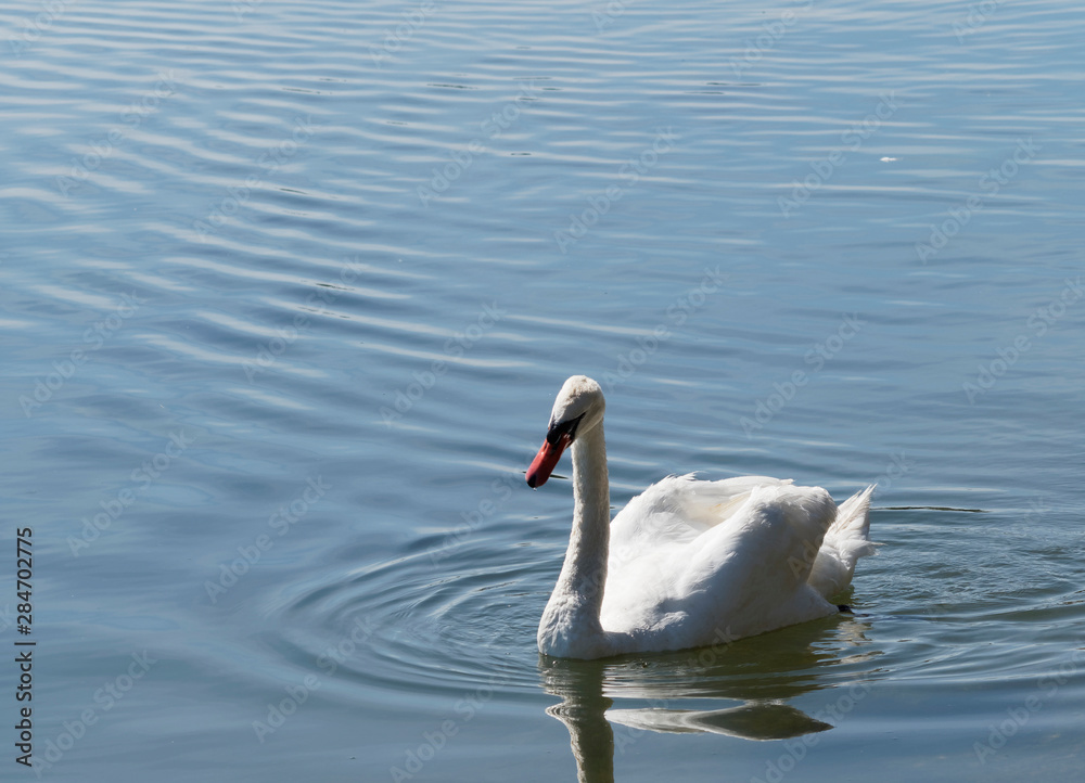 Fototapeta premium Cygnus olor. Cygne tuberculé 