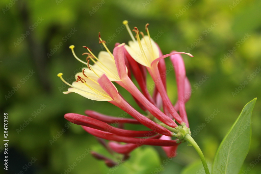 Fototapeta premium red flower