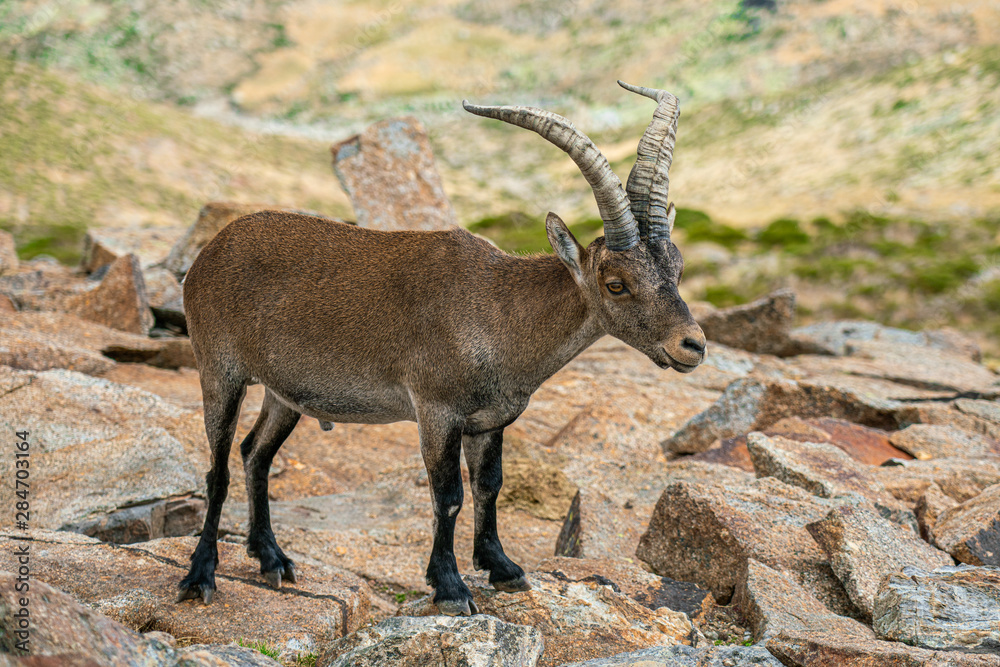 Male mountain goat in Sierra de Gredos mountain range, Avila, Spain Male mountain goat in Sierra de Gredos mountain range, Avila, Spain