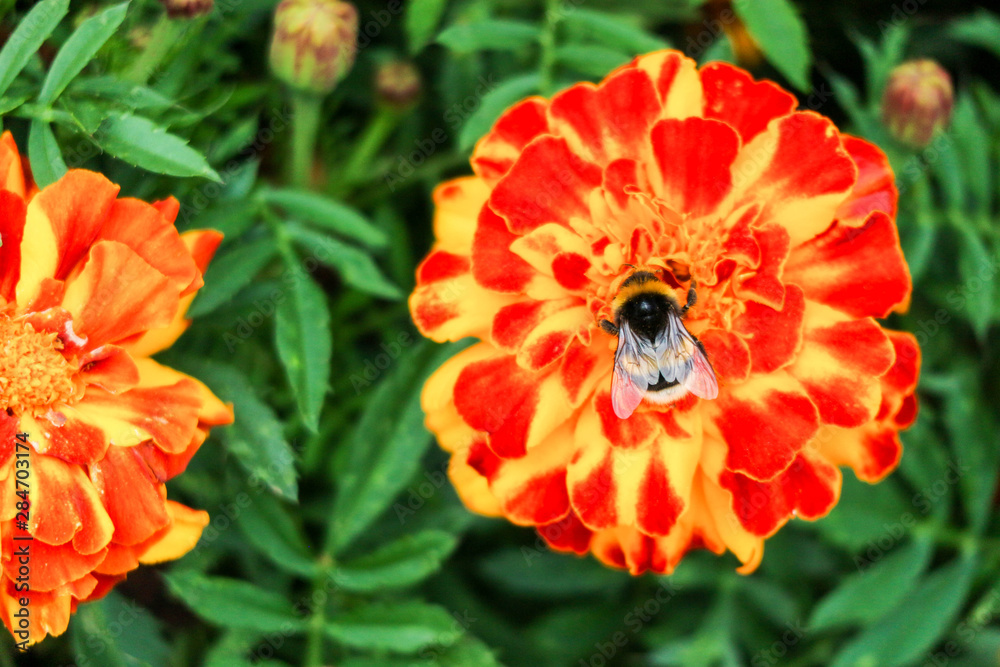 Bumblebee on beautiful orange marigold flower close up