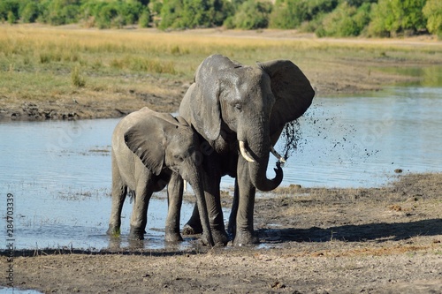 Elephants washing themselves photo